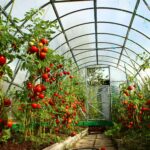 Преимущества использования теплицы для выращивания овощей