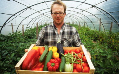 Как увеличить урожайность овощей в теплице
